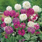 Primula denticulata Hybrids Seeds Bonsai Mixed White Purple Red Rose Red Garden