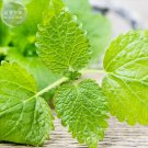 Heirloom Lemon Balm Seeds Melissa officinalis Seeds, Professional Pack 20 Seeds