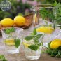 Heirloom Lemon Balm Seeds Melissa officinalis Seeds, Professional Pack 20 Seeds
