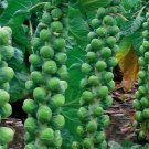 200pcs/bag mini cabbage seeds,Brussel Sprouts Seed Long Island Brassica Oleracea