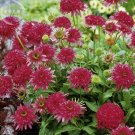 Echinacea 'Cranberry Cupcake' Red Bonsai Coneflowers, 200 seeds