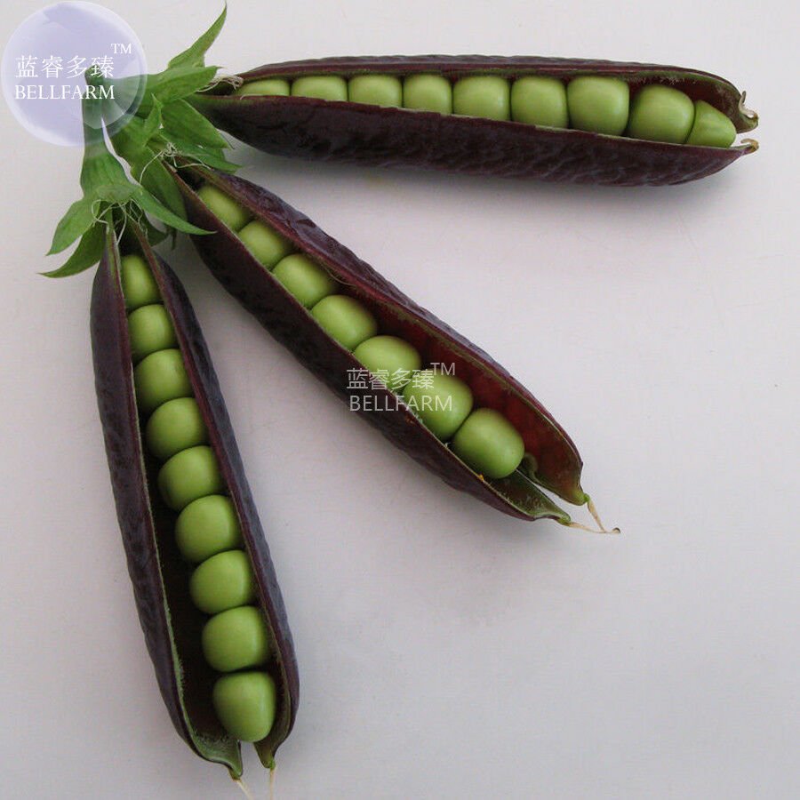 Pea Purple Podded Organic Vegetable Seeds, 300 seeds