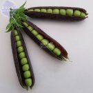 Pea Purple Podded Organic Vegetable Seeds, 300 seeds