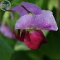 Pea Purple Podded Organic Vegetable Seeds, 300 seeds