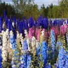 100 pcs Flower seeds Delphinium Seeds beautiful home garden flower plant #purple