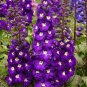 100 pcs Flower seeds Delphinium Seeds beautiful home garden flower plant #purple