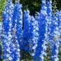 100 pcs Flower seeds Delphinium Seeds beautiful home garden flower plant #blue
