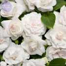 White Impatiens walleriana Bonsai Flowers 20 seeds double petals