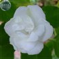 White Impatiens walleriana Bonsai Flowers 20 seeds double petals