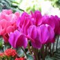 'Xianv' Pink Cyclamen Seeds, 5 seeds, professional pack