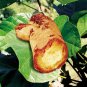1 KG 2.2 LB 100% natural BUTEA SUPERBA Powder Herbal Man Male Sex Drive Enhancer
