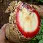 1 KG 2.2 LB 100% natural BUTEA SUPERBA Powder Herbal Man Male Sex Drive Enhancer