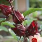 1 KG Organic 100% Red Purely Natural Roselle dry Heirloom Thai Herb Hibiscus
