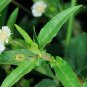 1 KG False Daisy Powder 100% Natural Powerful Healing Elixir Herb Hair Promote