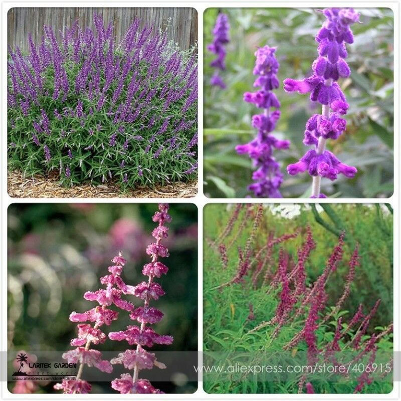 Salvia Leucantha Imported Mexican Bush Sage Pink Flower Seeds, 30 Seeds / Pack