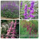Salvia Leucantha Imported Mexican Bush Sage Pink Flower Seeds, 30 Seeds / Pack
