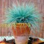 100 pcs Blue Fescue Grass Seeds - (Festuca glauca) perennial hardy