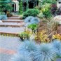 100 pcs Blue Fescue Grass Seeds - (Festuca glauca) perennial hardy