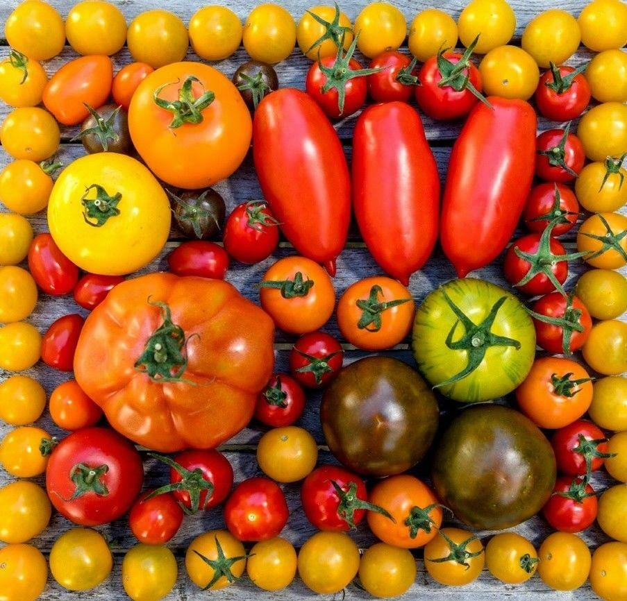 Tomato Seed Catalog List