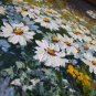 White Daisies Meadow Original Oil Painting Palette Knife Impressionism Impasto Wild Flower Landscape