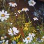 White Daisies Meadow Original Oil Painting Palette Knife Impressionism Impasto Wild Flower Landscape