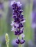 lavender100818