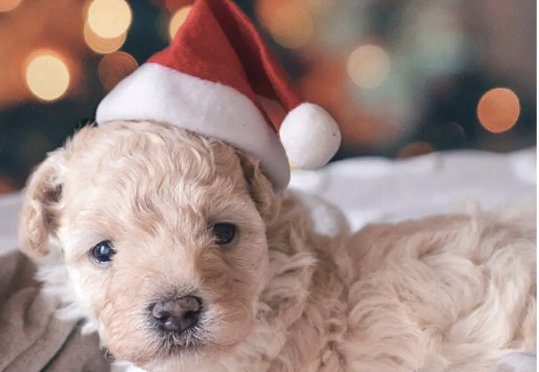 Christmas Pet Santa Hat Dog Cat Gift Costume Plush Xmas holiday Accessory Prop Santa Paws