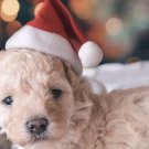 Christmas Pet Santa Hat Dog Cat Gift Costume Plush Xmas holiday Accessory Prop Santa Paws