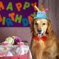 Happy Birthday Cake Pet Hat Accessory Puppy Dog Kitten Cat Party Accessories Special Event Prop