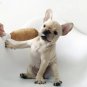 Chicken Bone Plush Squeaky Pet Toy Puppy Dog Interactive Squeaker Sound Play Chew Toys