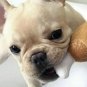 Chicken Bone Plush Squeaky Pet Toy Puppy Dog Interactive Squeaker Sound Play Chew Toys