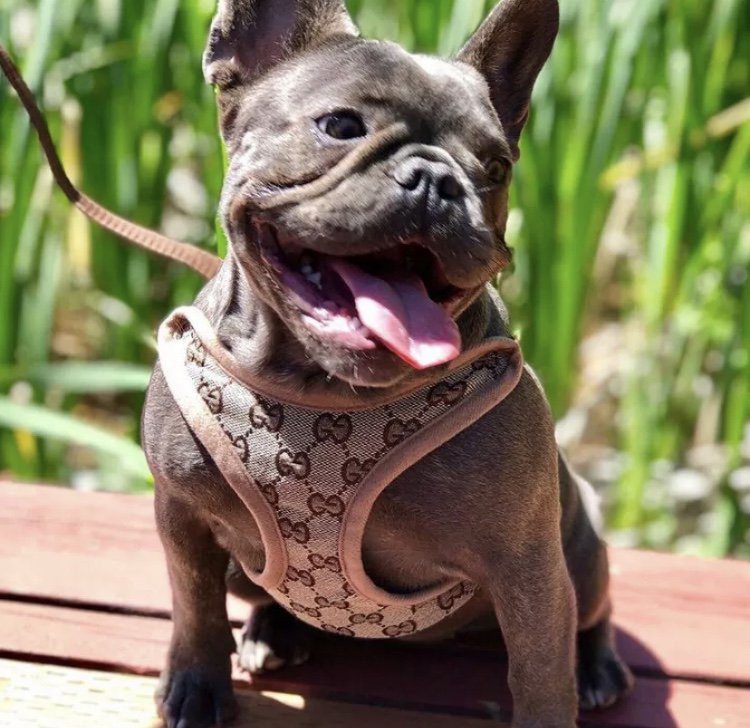 Gucci Pet Harness Leash Seat XS-XL Puppy Dog Kitten Cat Luxury Fashion Style Walk Outdoors Supplies