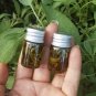 Sage Anointing Oil ( Banishing, Protection)