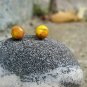 Clay Yellow & Gold Shimmer Stud Earrings
