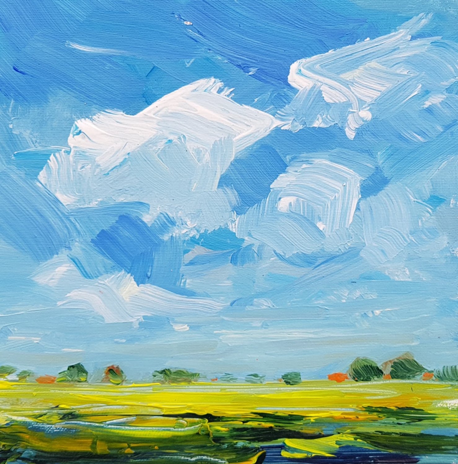 Coleseed fields in the polder 4