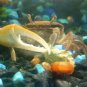 Algae Wafers Algae Discs For Fish Crabs Crayfish Snails Shrimp 10 oz. by Zeigler