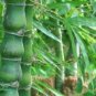 50 + Buddha belly bamboo seeds ( Bambusa ventricosa )