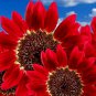 50+ RED SUN RARE SUNFLOWER SEEDS FLOWERS BEAUTIFUL TALL CUT NON-GMO HEIRLOOM USA