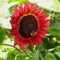 50+ RED SUN RARE SUNFLOWER SEEDS FLOWERS BEAUTIFUL TALL CUT NON-GMO HEIRLOOM USA
