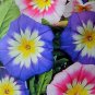 MORNING GLORY HUMMINGBIRD MIX DWARF 25 SEEDS BEAUTIFUL FLOWERING VINE TRELLIS US