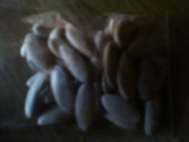 50 Cantaloupes Per Package
