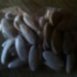 50 Cantaloupes Per Package
