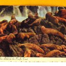 VINTAGE - Postcard Sea Lions on the Pacific Coast