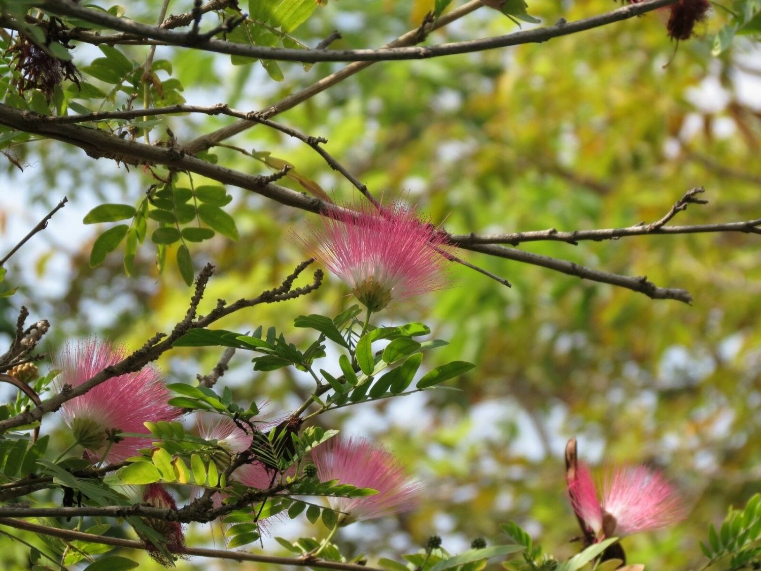 Albizia Julibrissin Rosea Pink Silk Tree Plant