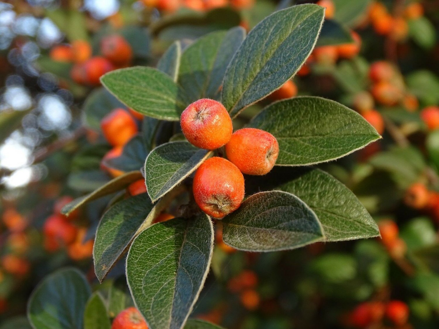 cotoneaster