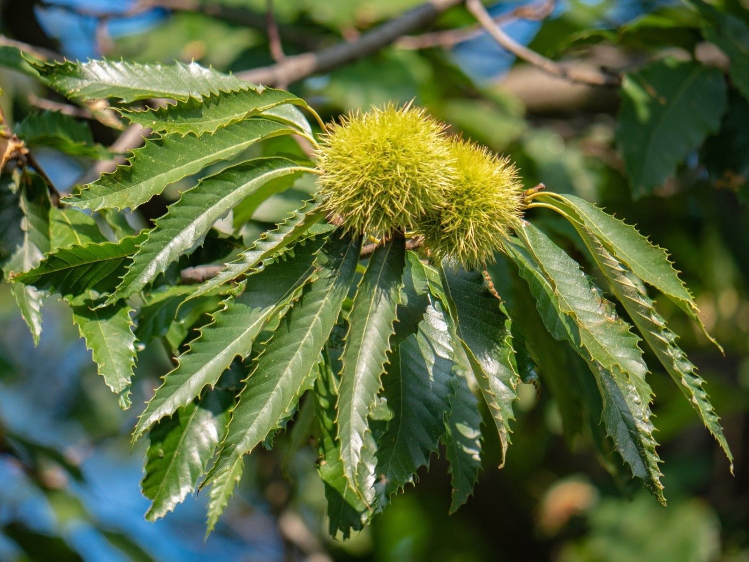 Castanea sativa (Sweet chestnut) Plant