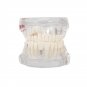 Professional Detachable Tooth Teeth Disease Moldel Dental Implant Display