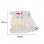 Professional Detachable Tooth Teeth Disease Moldel Dental Implant Display