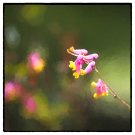 Adirondack Tall Corydalis