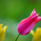 Corning Tulips
